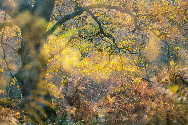 Shotover Woods - Oxford - Other Beautiful Places