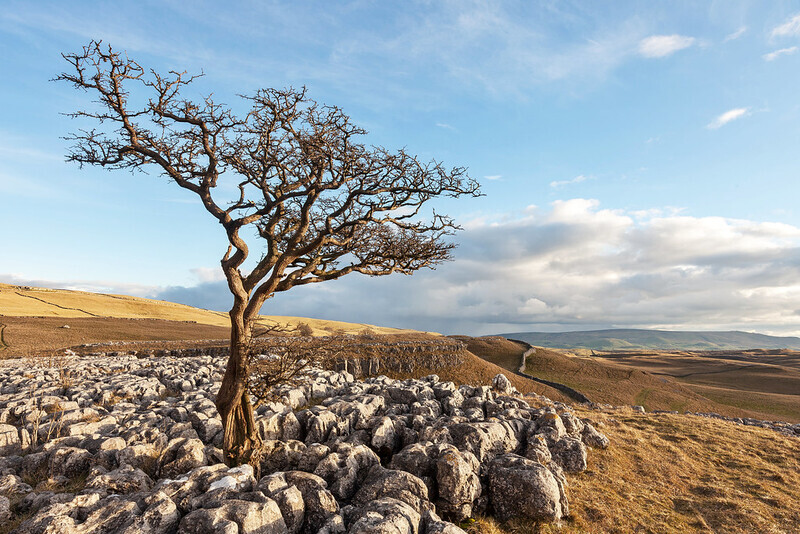 Conistone Lone Tree - Yorkshire Dales