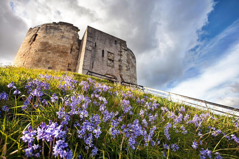 No Daffodils - York