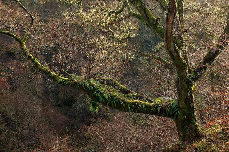 Black Spout Woodland - Scotland