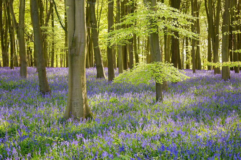 Badbury Clump - Oxfordshire - Other Beautiful Places