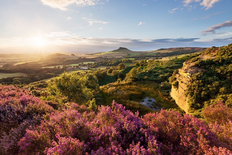 Roseberry Heather - North York Moors