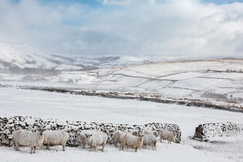 Sheep Shelter - Yorkshire Dales