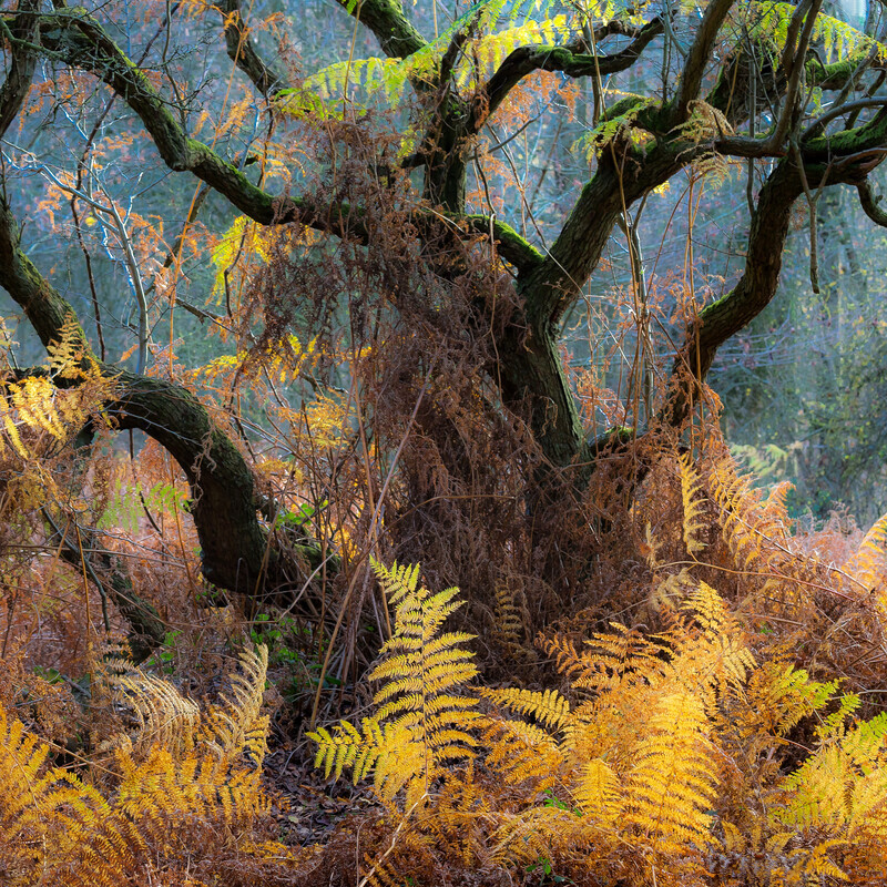 Shotover Tree - Oxfordshire - Other Beautiful Places