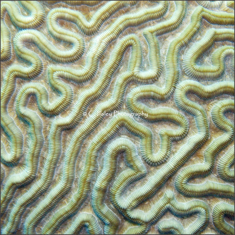 Brain Coral (Diploria Labyrinthiformis) - Abstracts