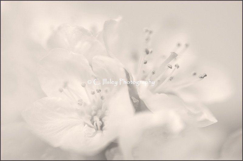 Apple Blossom - Plants