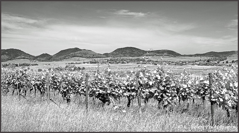 In the Vineyard III - Landscapes