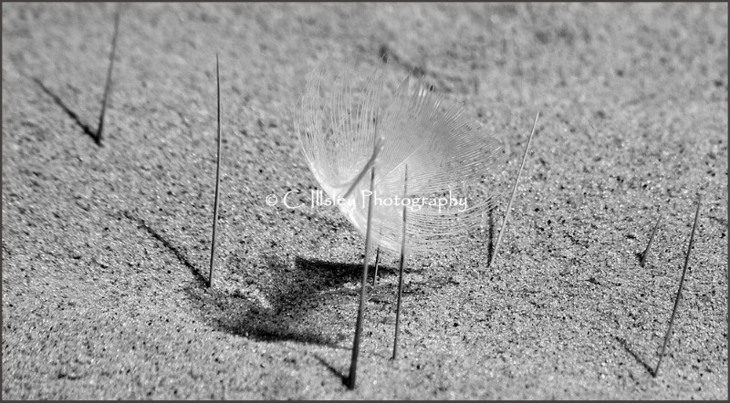 Trapped - Abstracts