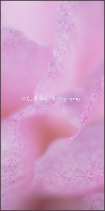 Delicate Petals 2 - Plants