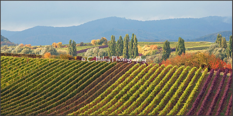 Autumn Vines 1 - Germany