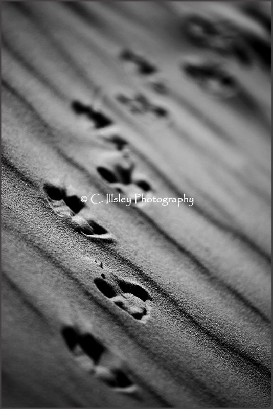 Footprints in the Sand - Abstracts