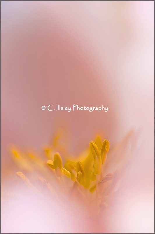 Peony Heart - Plants