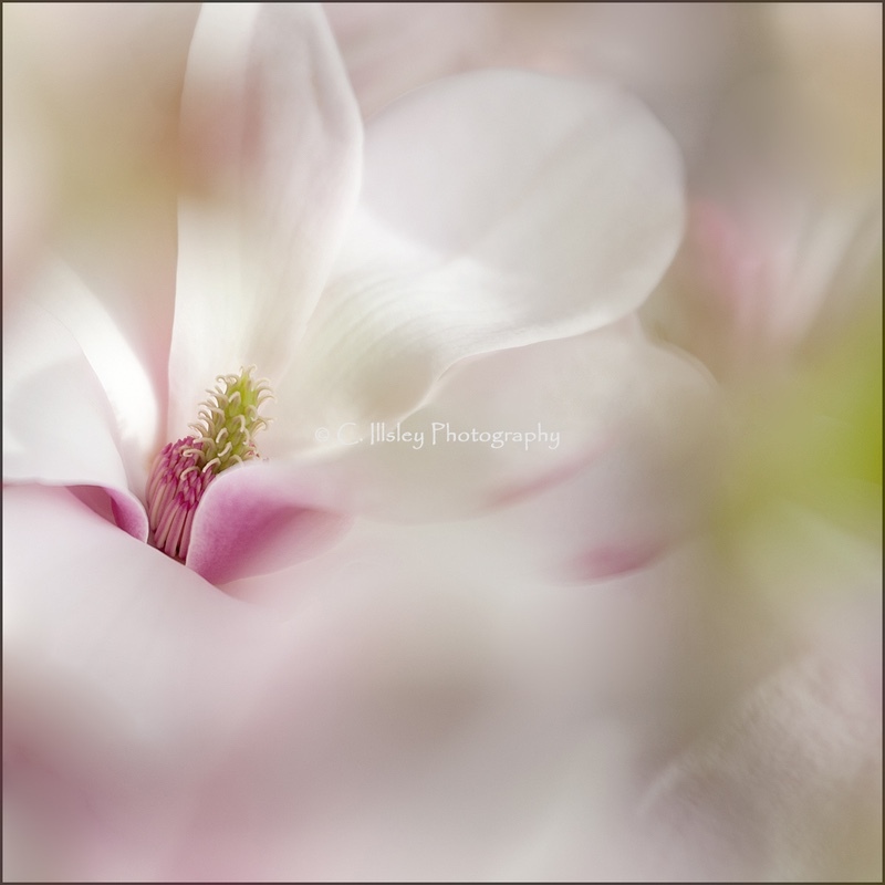 Magnolia Portrait 1 - Plants