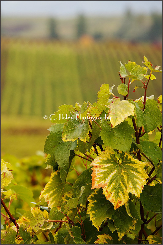 Autumn Vines 2 - Germany