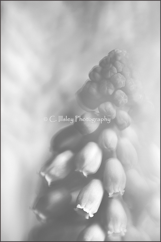 Grape Hyacinth - Plants