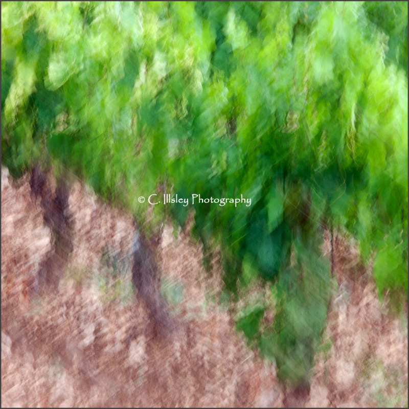 Abstract Vines - Abstracts