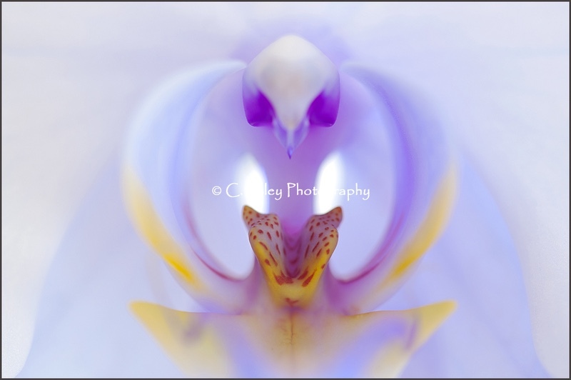 Symmetry - Plants