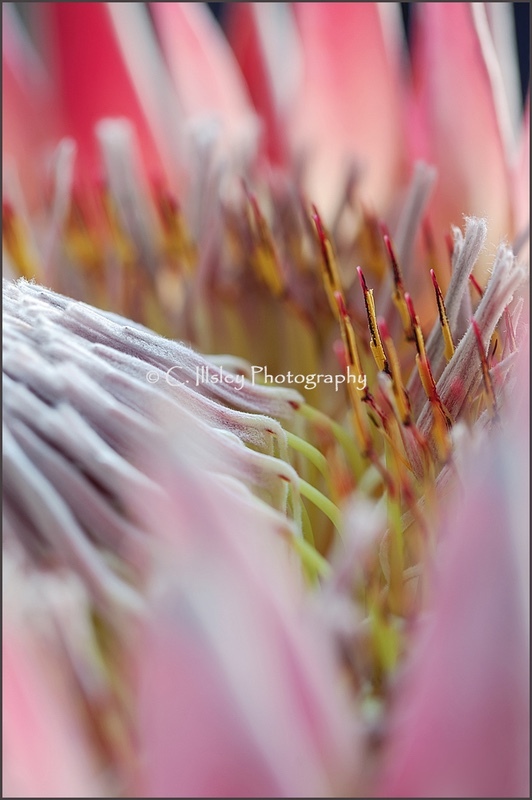 King Protea - Plants