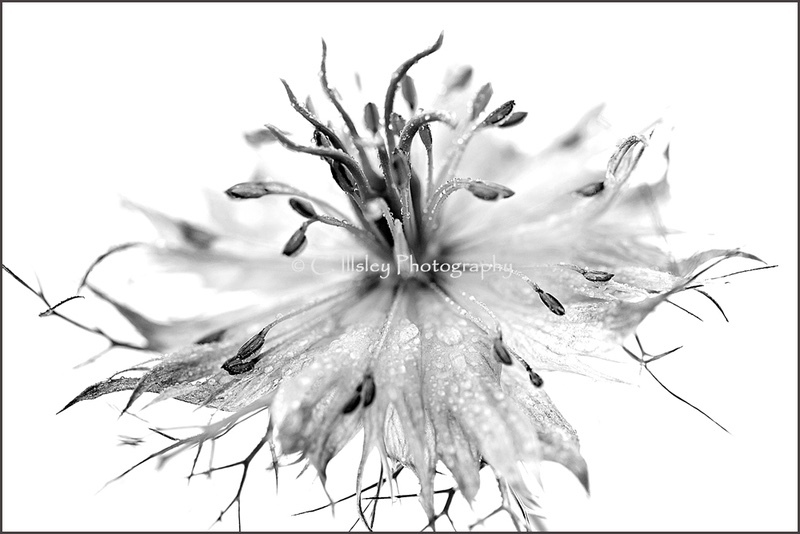 Love in the Mist - Plants