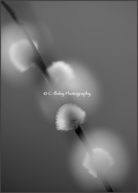 Willow Catkins - Plants