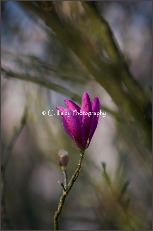 Magnolia Portrait 2 - Plants