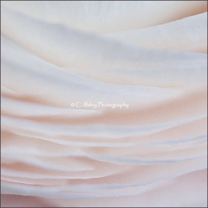 Delicate Petals 1 - Plants