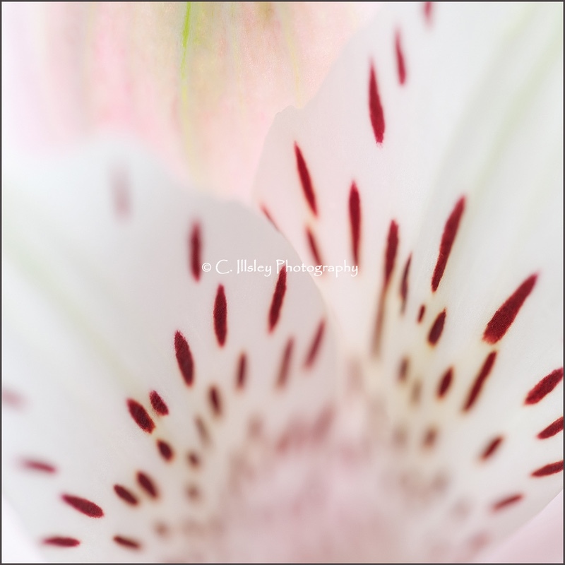 Alstroemeria - Plants