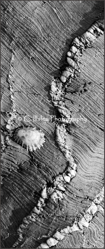 Veins of Life - Abstracts