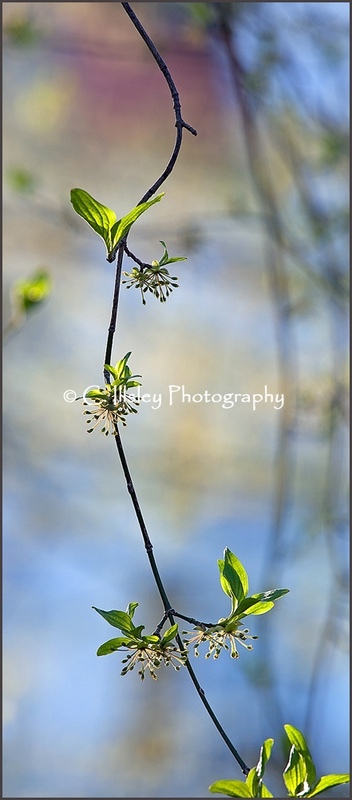 New Shoots - Plants