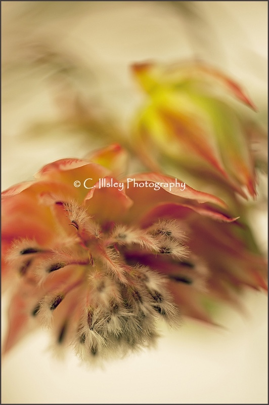 Blushing Bride - Plants
