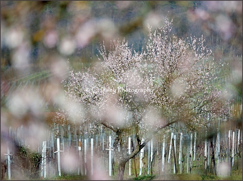 Almond Blossom Mosaic - Plants
