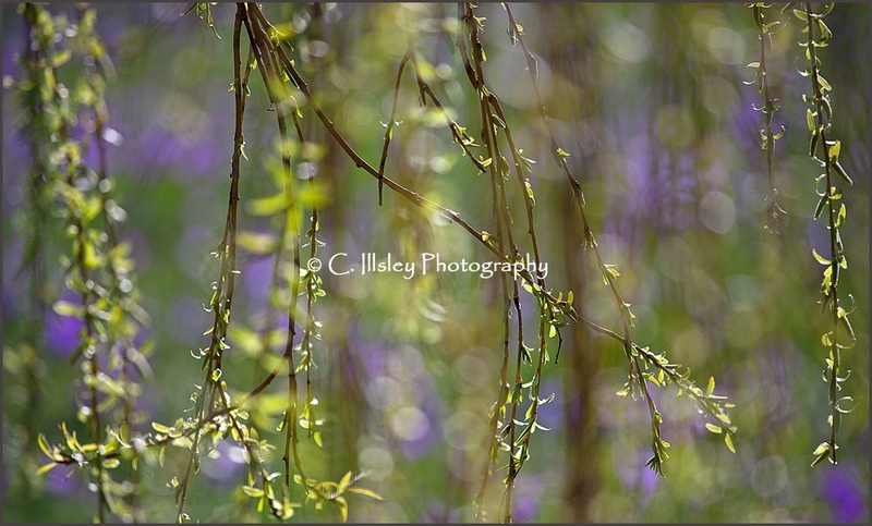Weeping Willow Fronds - Plants