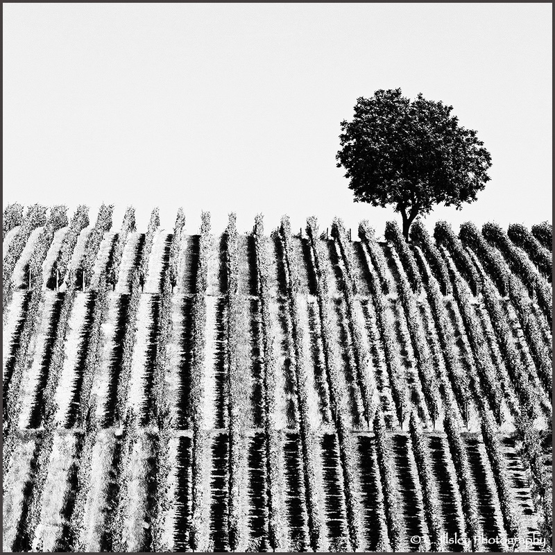 In the Vineyard II - Landscapes