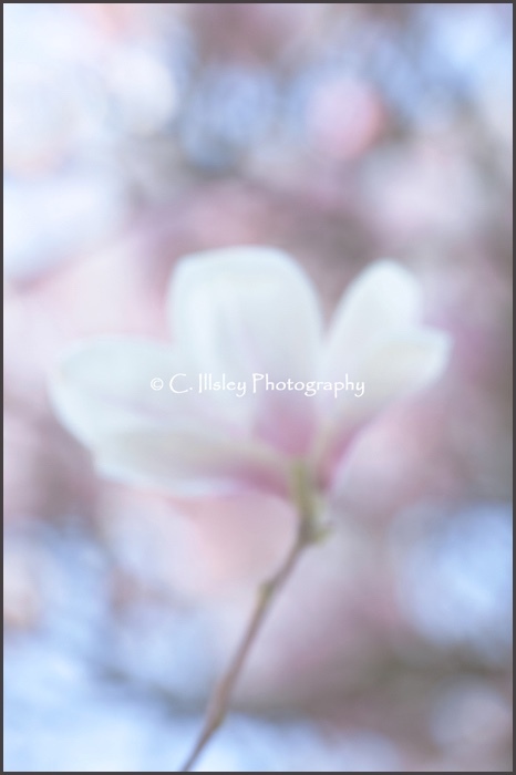 Esprit de Magnolia - Plants
