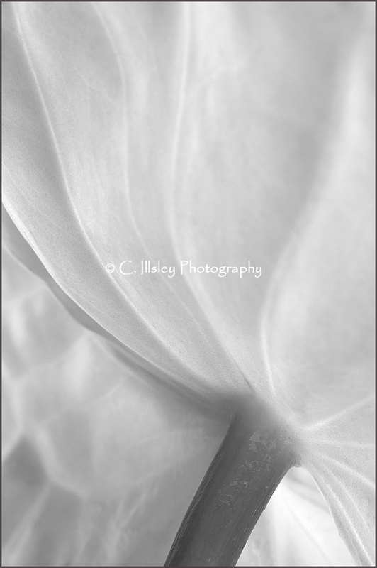 Flamingo Flower 2 - Plants