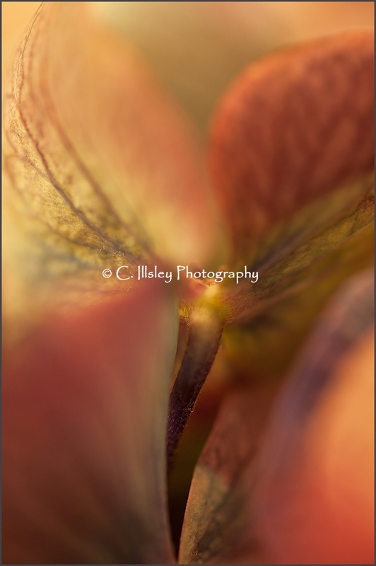 Hydrangea 3 - Plants