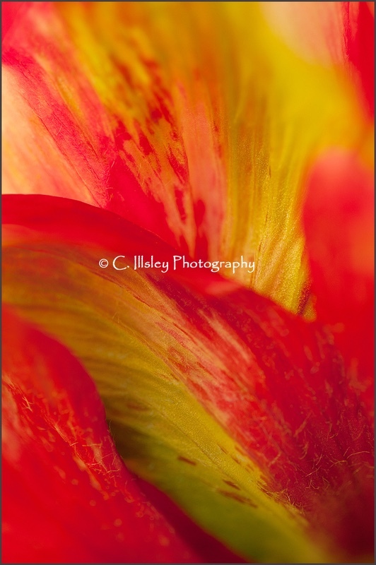 Flames - Plants