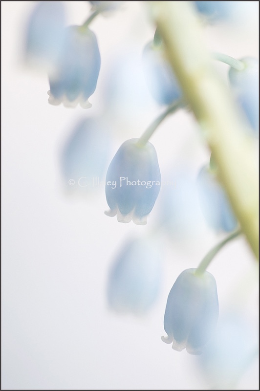 Ring O'Bells - Plants