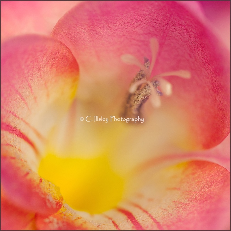Freesia Heart - Plants