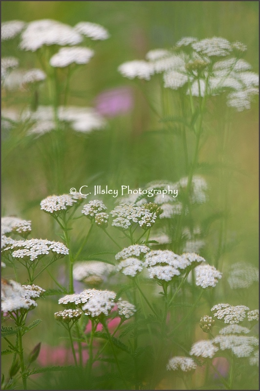 If Monet had Painted Yarrow - Plants