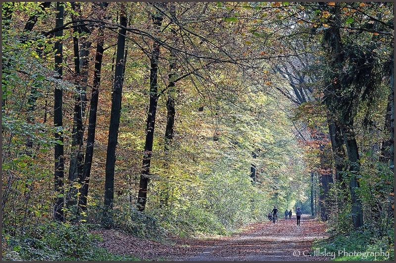 Im Wald - Landschaften