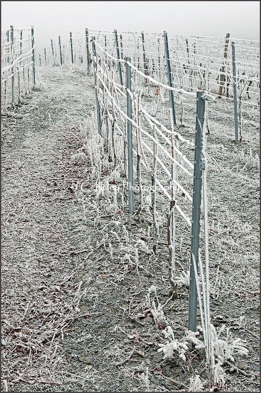 Winterliche Reben - Pflanzen