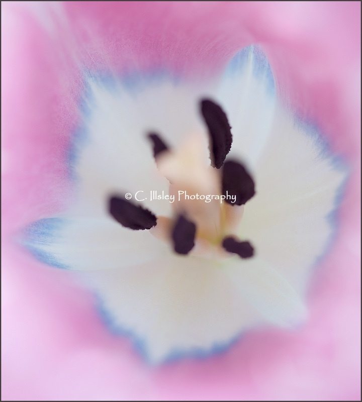 Tulpenherz - Pflanzen