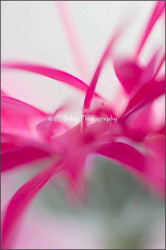 Gerbera - Pflanzen