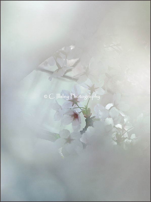 Hanami - Pflanzen