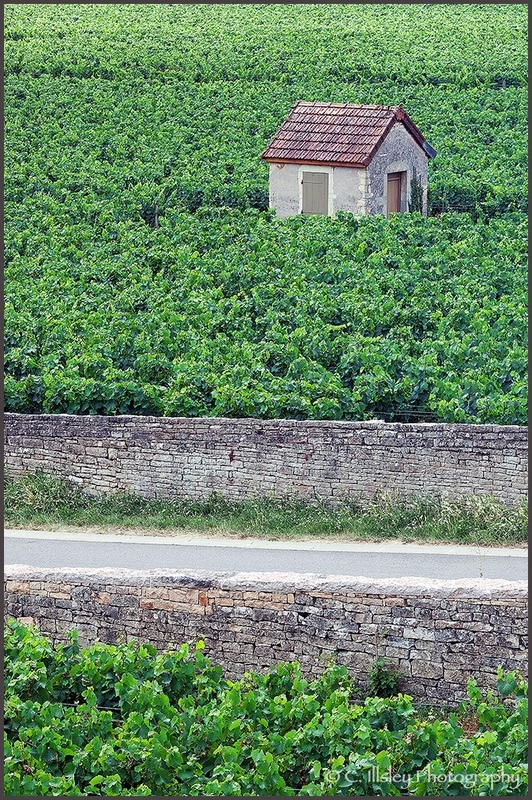 In den Weinbergen I - Landschaften