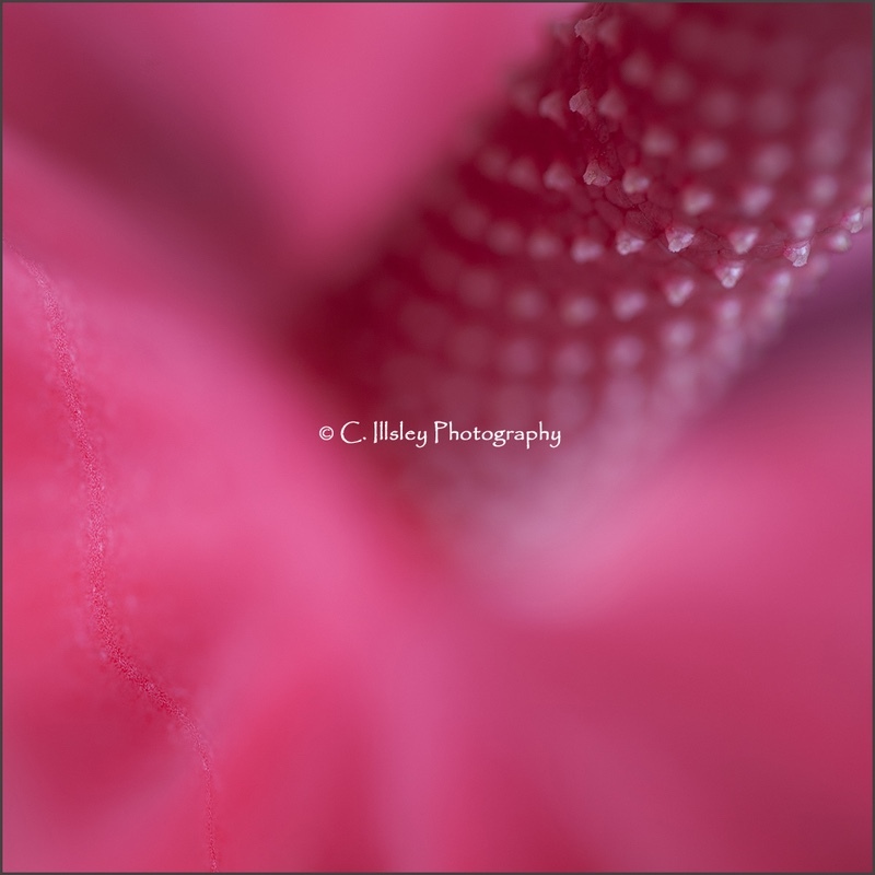 Flamingoblume 1 - Pflanzen