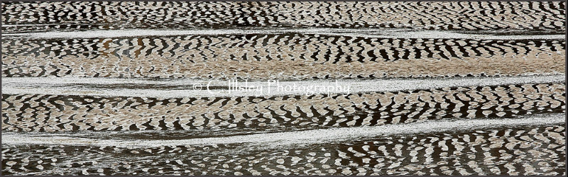 Zebrastreifen - Abstrakte Bilder