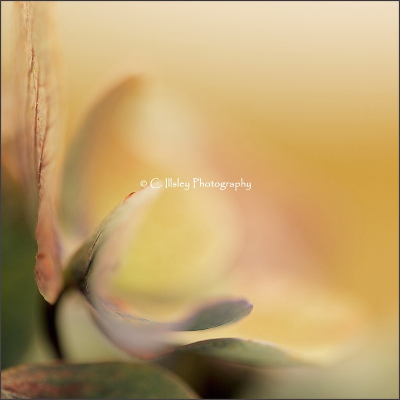 Hortensie 2 - Pflanzen