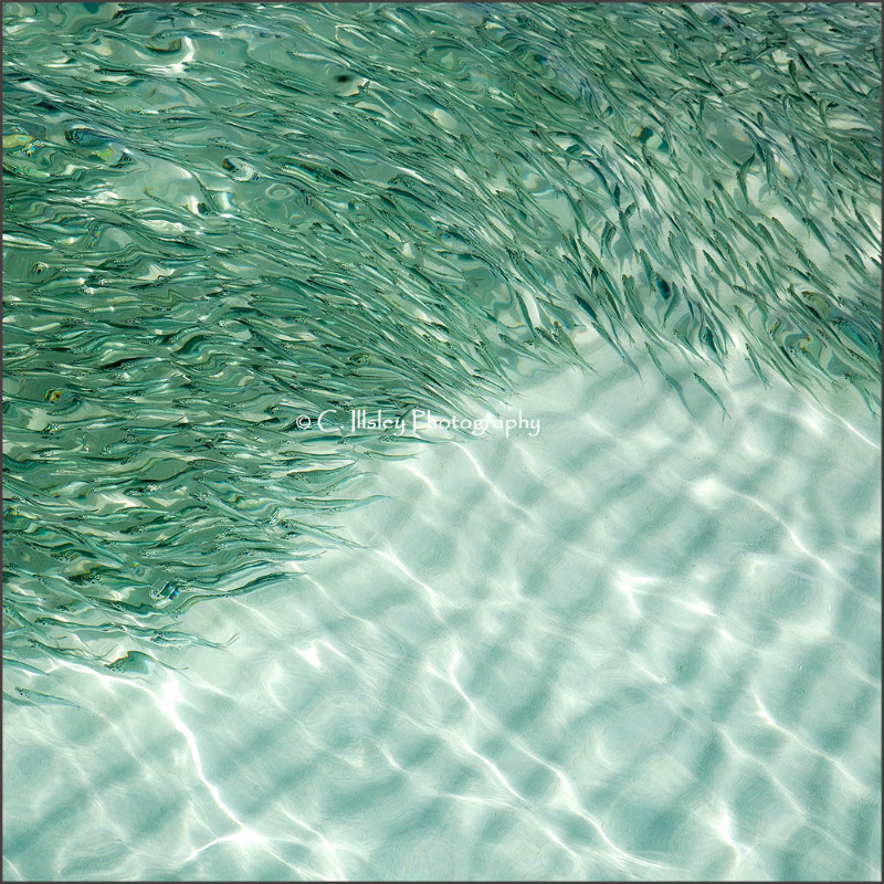 Fischschwarm - Abstrakte Bilder